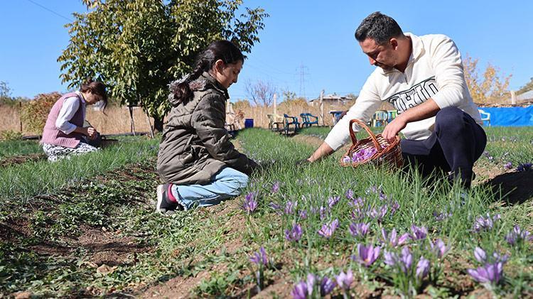 Elazığlı kadın girişimci üretime başladı: Kilosu 300 bin TL, gram gram satılıyor Fiyatı duyan bölge halkı kırmızı altın yetiştirmeye başladı