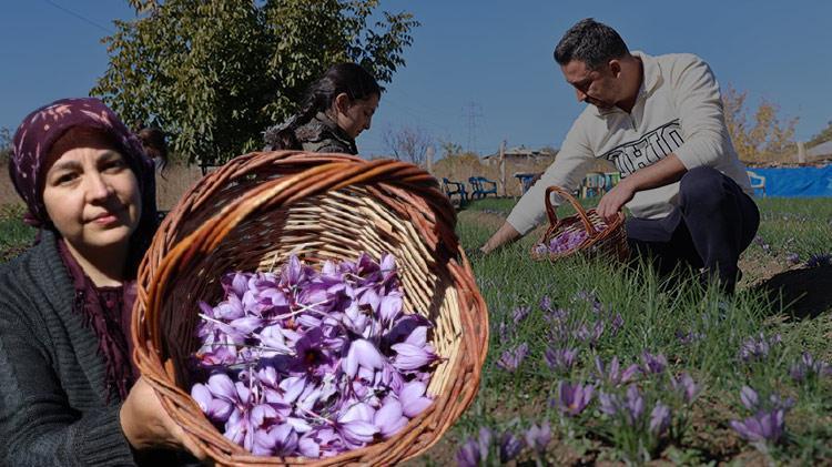 Elazığlı kadın girişimci üretime başladı: Kilosu 300 bin TL, gram gram satılıyor Fiyatı duyan bölge halkı kırmızı altın yetiştirmeye başladı