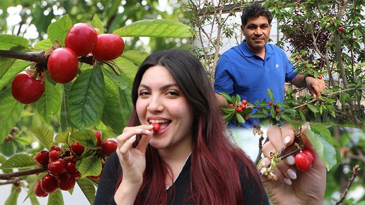 Üreticisine umut oldu dondan yüzde 30 etkilendi: Adanada iklim değişikliğine alternatif olacak