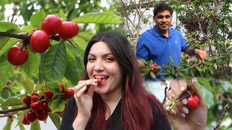 Üreticisine umut oldu dondan yüzde 30 etkilendi: Adanada iklim değişikliğine alternatif olacak