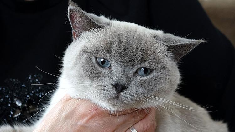 Kayıp kedi Badem bulundu, ailesi altınla ödüllendirdi