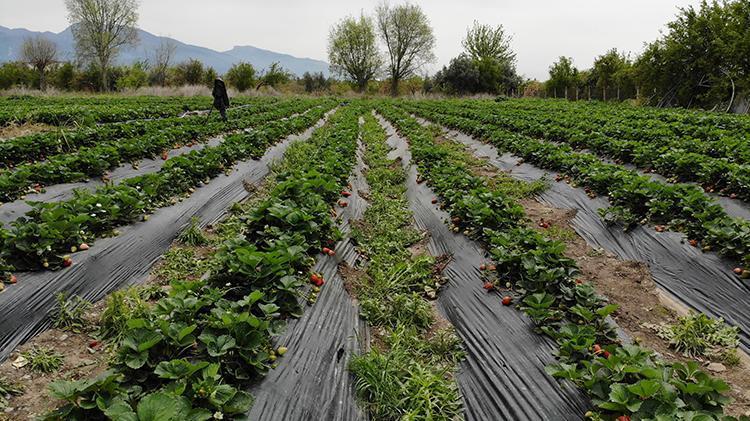 Ürünlerini zirai dondan ateş yakarak kurtardı, kilosunu 100 TLden satıyor