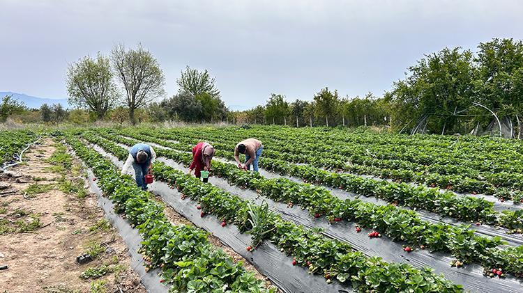 Ürünlerini zirai dondan ateş yakarak kurtardı, kilosunu 100 TLden satıyor