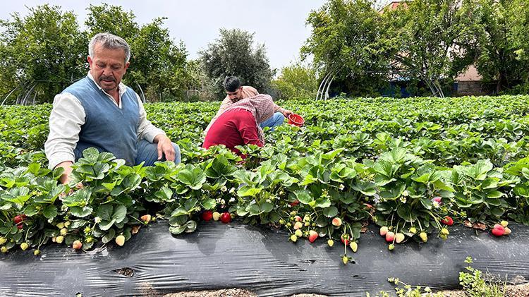 Ürünlerini zirai dondan ateş yakarak kurtardı, kilosunu 100 TLden satıyor