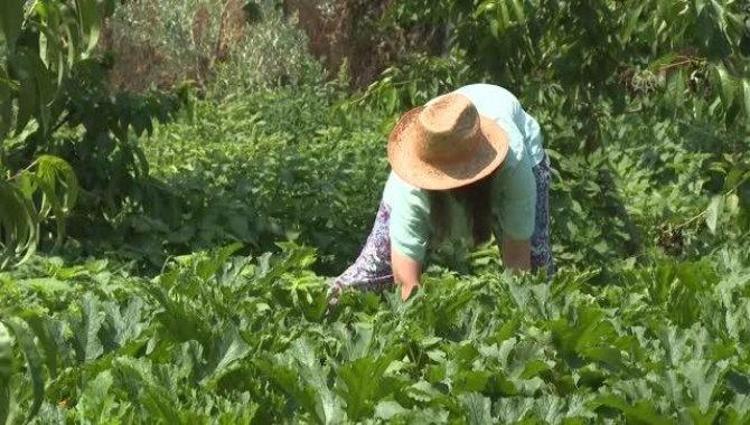 Gurbetçiler parayı bu işe yatırıyor Kadın girişimci üretimi 85 dönüme çıkarttı: Yıllık 12 ton üretiyor Almanya ürünü ondan alıyor