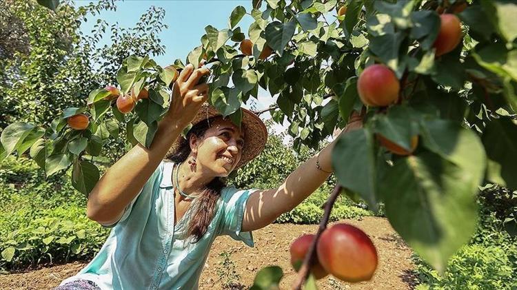 Gurbetçiler parayı bu işe yatırıyor Kadın girişimci üretimi 85 dönüme çıkarttı: Yıllık 12 ton üretiyor Almanya ürünü ondan alıyor