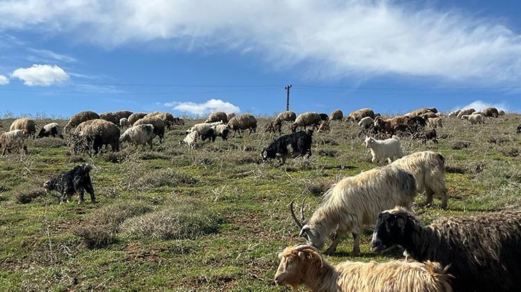Türkiyede bulamazlarsa İrandan getirecekler Asgari ücretin 3 katı maaş veriyorlar