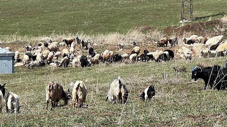 Türkiyede bulamazlarsa İrandan getirecekler Asgari ücretin 3 katı maaş veriyorlar