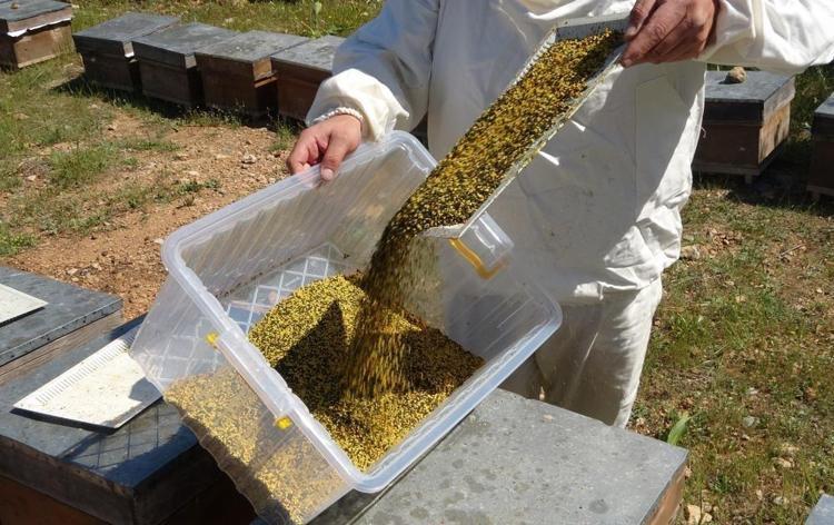 Mersinde hasat başladı: Kilosu 300 TLye satılıyor