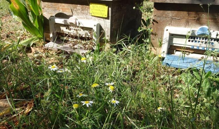 Mersinde hasat başladı: Kilosu 300 TLye satılıyor