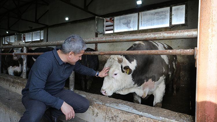 Muşlu girişimci aklını kullandı Çifte gelir kaynağı yarattı: Elektrik dağıtım şirketine satış yaparak ek gelir sağlıyor