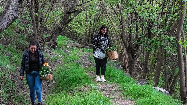 Diyarbakırda gören koştu, sepet sepet topladılar Şifalı olduğuna inanılıyor