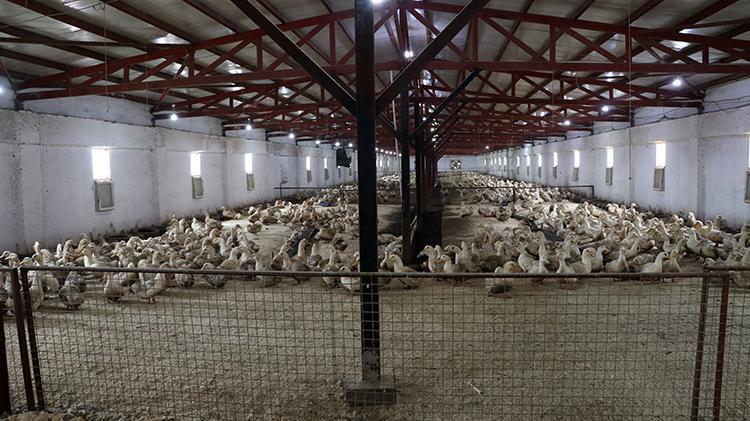 Mısırlı girişimci Kütahyada çiftlik kurdu Türkiyede ve Doğu Avrupada bir ilke imza attı