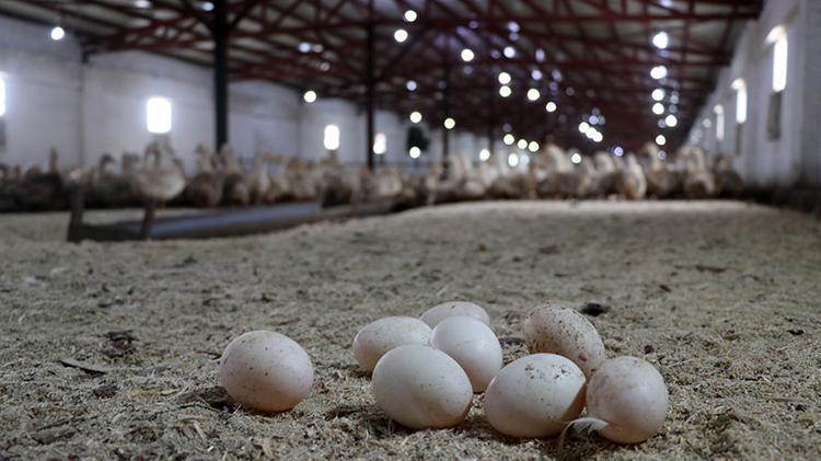 Mısırlı girişimci Kütahyada çiftlik kurdu Türkiyede ve Doğu Avrupada bir ilke imza attı