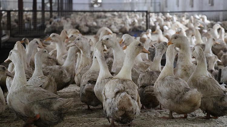 Mısırlı girişimci Kütahyada çiftlik kurdu Türkiyede ve Doğu Avrupada bir ilke imza attı