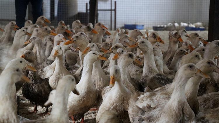 Mısırlı girişimci Kütahyada çiftlik kurdu Türkiyede ve Doğu Avrupada bir ilke imza attı