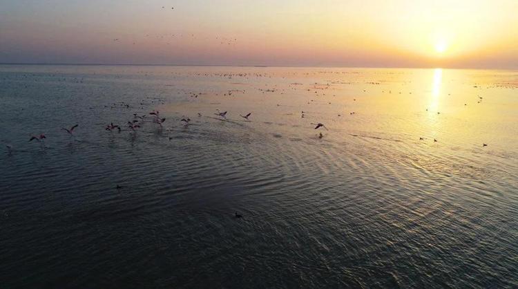 Adanada kesin korunacak hassas bölge Binlerce kuşa ev sahipliği yapıyor Fotoğraf çekmek için akın ediyorlar