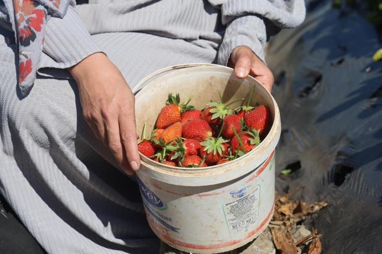 Bu sene çilekten 9 bin 300 ton rekolte bekliyoruz