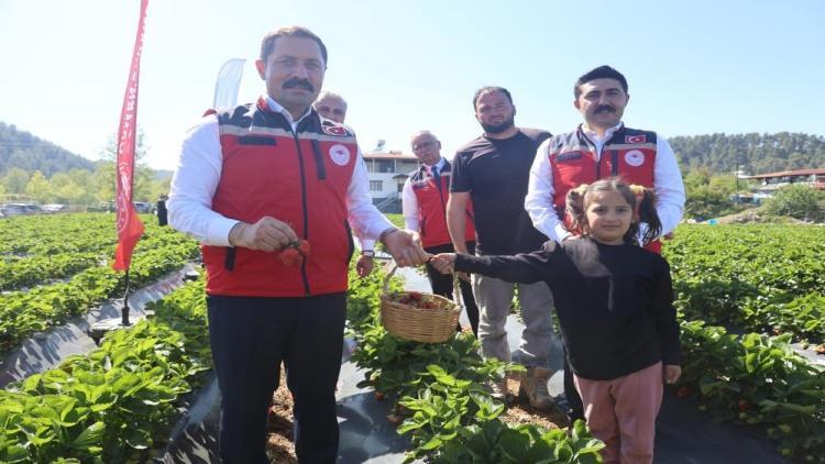 Bu yıl 9 bin 300 tonu geçecek Kadın erkek tarlaya indi: Kilogram fiyatı...