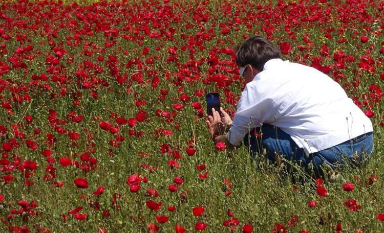 Nadasa bırakılan tarlayı kapladı, birden bire turistlerin ilgi odağı oldu Tablo gibi