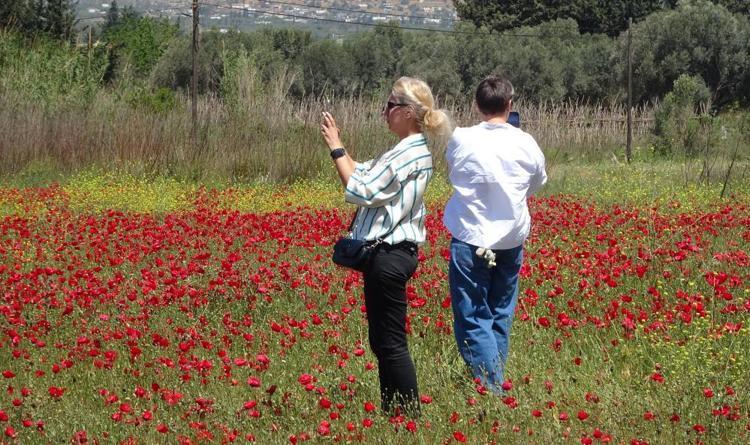 Nadasa bırakılan tarlayı kapladı, birden bire turistlerin ilgi odağı oldu Tablo gibi