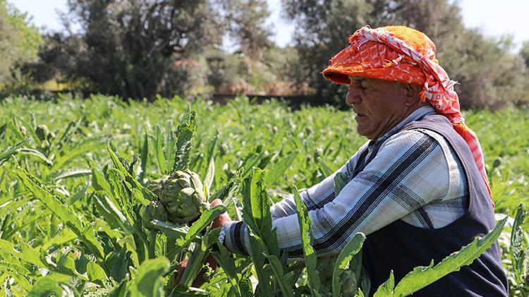 İnternetten satıyorlar Turistik ilçelerde hasat başladı