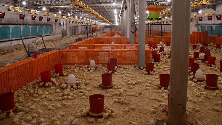 Aldığı rekor hibe ile hayatı değişti Çiftliğinin kapasitesini iki katına çıkarttı