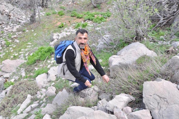 Hastalıklara karşı şifa kaynağı, virüs ve bakterilere karşı bağışıklık sistemini güçlendiriyor Dağdan toplanıyor, kilosu 10 bin TLye satılıyor