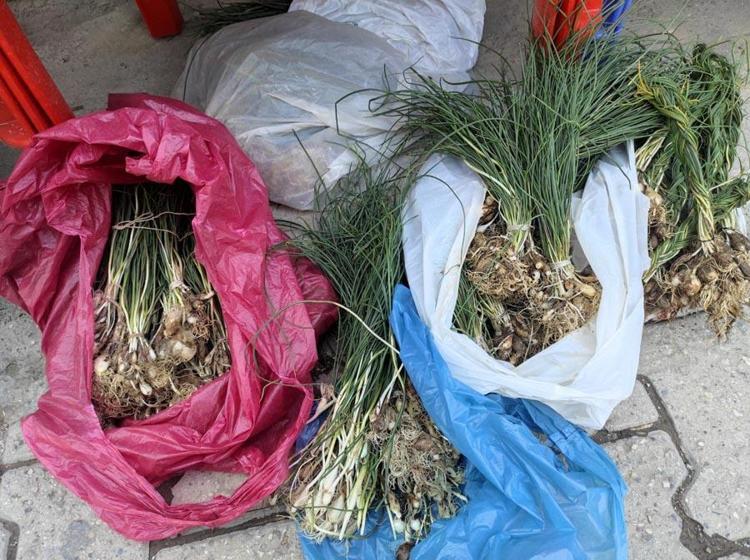 Hastalıklara karşı şifa kaynağı, virüs ve bakterilere karşı bağışıklık sistemini güçlendiriyor Dağdan toplanıyor, kilosu 10 bin TLye satılıyor