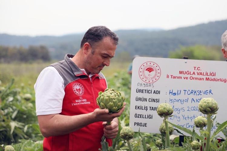 Akçapınar’da ‘Hibrit Enginar Hasadı Tarla Günü düzenlendi
