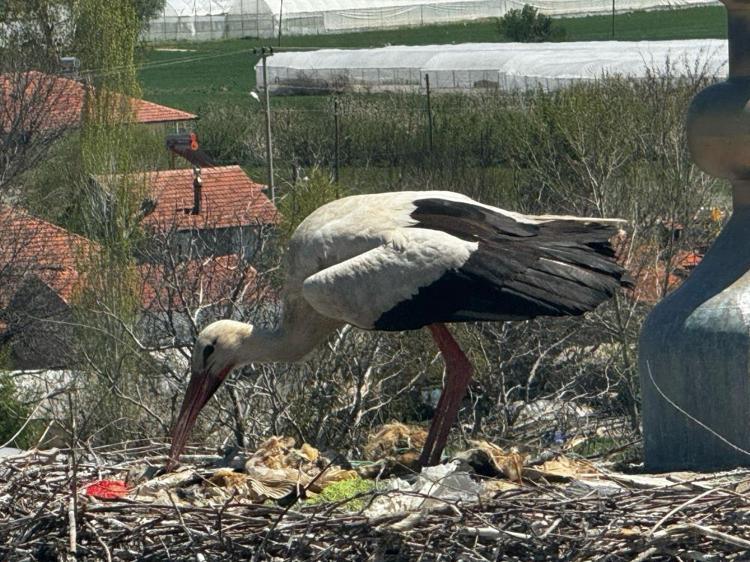 Her Nisanda geliyor Yıllardır aynı cami kubbesine yuva yapan leylek Antalyanın maskotu oldu