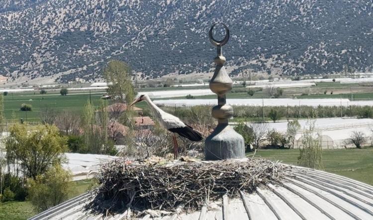Her Nisanda geliyor Yıllardır aynı cami kubbesine yuva yapan leylek Antalyanın maskotu oldu