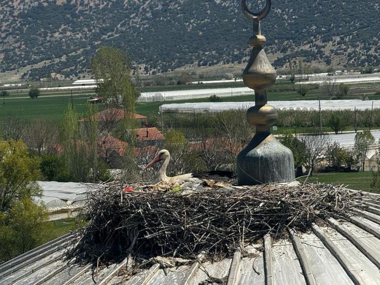Her Nisanda geliyor Yıllardır aynı cami kubbesine yuva yapan leylek Antalyanın maskotu oldu