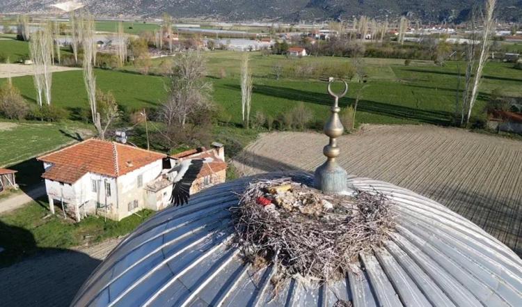 Her Nisanda geliyor Yıllardır aynı cami kubbesine yuva yapan leylek Antalyanın maskotu oldu