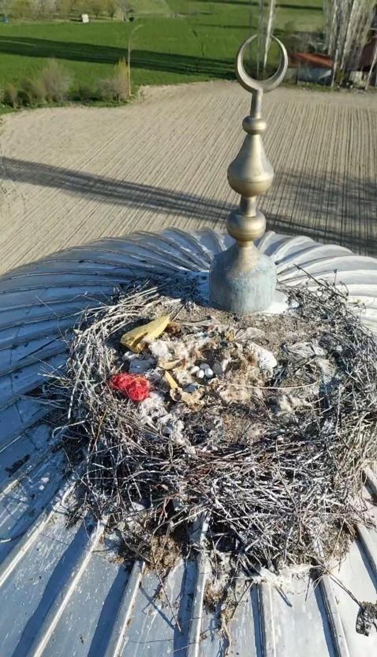 Her Nisanda geliyor Yıllardır aynı cami kubbesine yuva yapan leylek Antalyanın maskotu oldu
