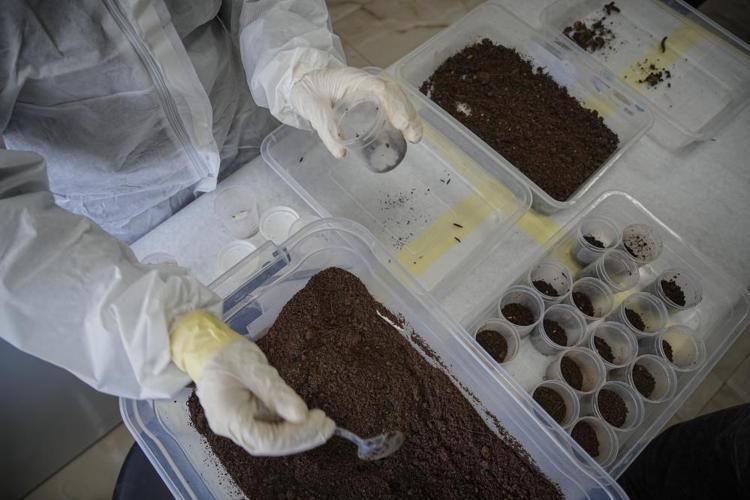 Bursanın çam ormanları onlara emanet Teminatör böcekler ile biyolojik mücadele devam ediyor