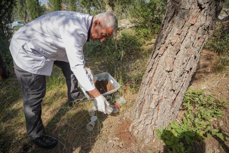 Bursanın çam ormanları onlara emanet Teminatör böcekler ile biyolojik mücadele devam ediyor