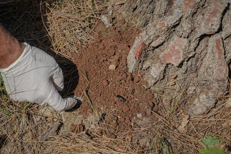 Bursanın çam ormanları onlara emanet Teminatör böcekler ile biyolojik mücadele devam ediyor