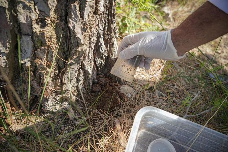 Bursanın çam ormanları onlara emanet Teminatör böcekler ile biyolojik mücadele devam ediyor