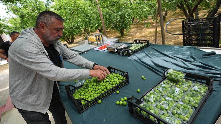 Bu bahçeleri donsavar koruyor İzmir ve Manisalı çiftçilerin taktiği tuttu, ürün zirai dondan etkilenmedi