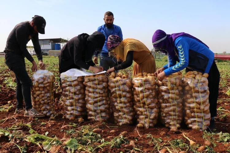 Hasat 25 gün gecikti