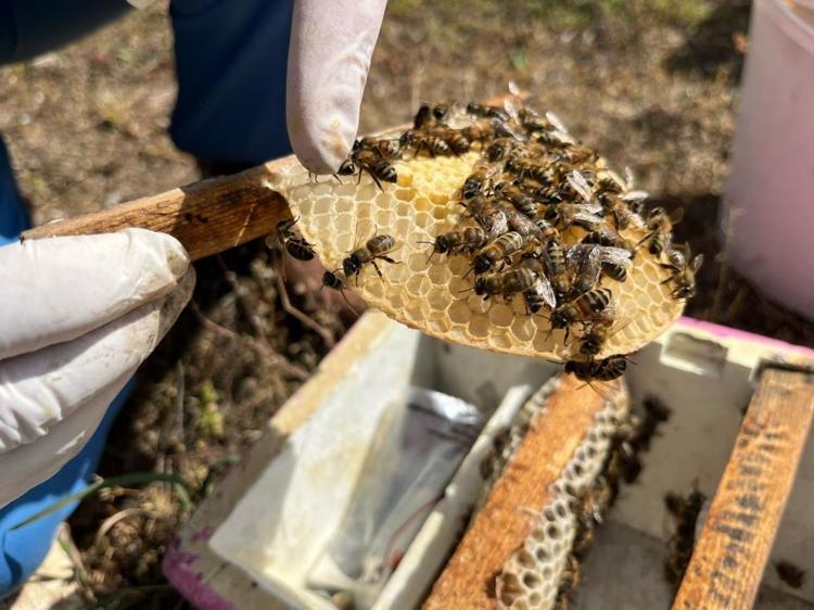 Yılda 7 bin adet üretiyor Gelin görümce el ele verdi: Üç çeşidi de Türkiyenin dört bir yanına satıyor
