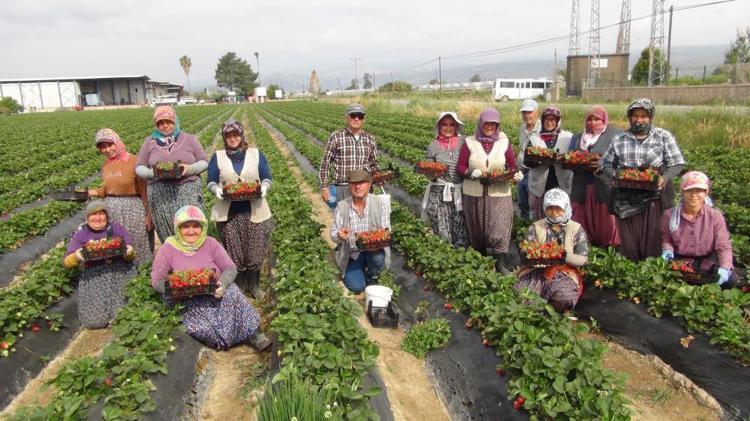 Tescilli lezzet dünya sofralarında: Silifke çileği ihracatta rekor kırıyor