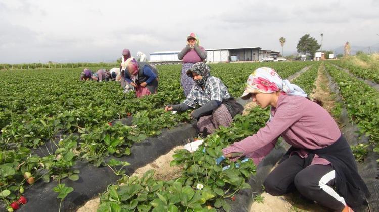 Tescilli lezzet dünya sofralarında: Silifke çileği ihracatta rekor kırıyor