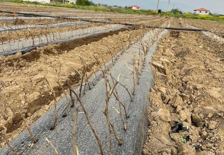 8 dekarda 140 bin tane ürettiler Girişimci iki kardeş ilçeyi sırtladı: Eksik kalmadı, yurt içine dağıtım başlıyor