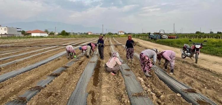 8 dekarda 140 bin tane ürettiler Girişimci iki kardeş ilçeyi sırtladı: Eksik kalmadı, yurt içine dağıtım başlıyor