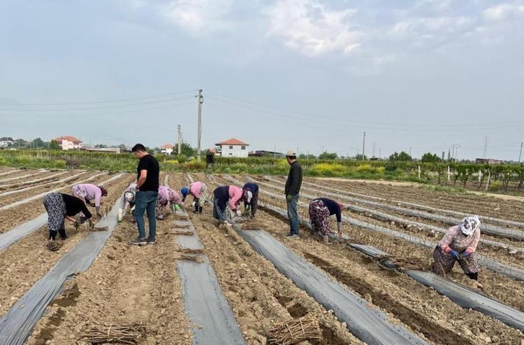 8 dekarda 140 bin tane ürettiler Girişimci iki kardeş ilçeyi sırtladı: Eksik kalmadı, yurt içine dağıtım başlıyor