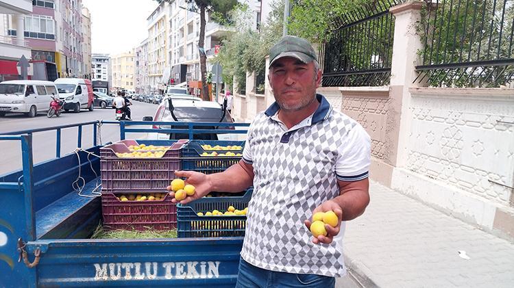 Kayısıda ilk hasat yapıldı: 500 TLden kapış kapış satıldı