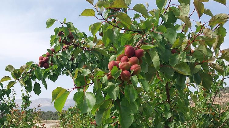 Kayısıda ilk hasat yapıldı: 500 TLden kapış kapış satıldı