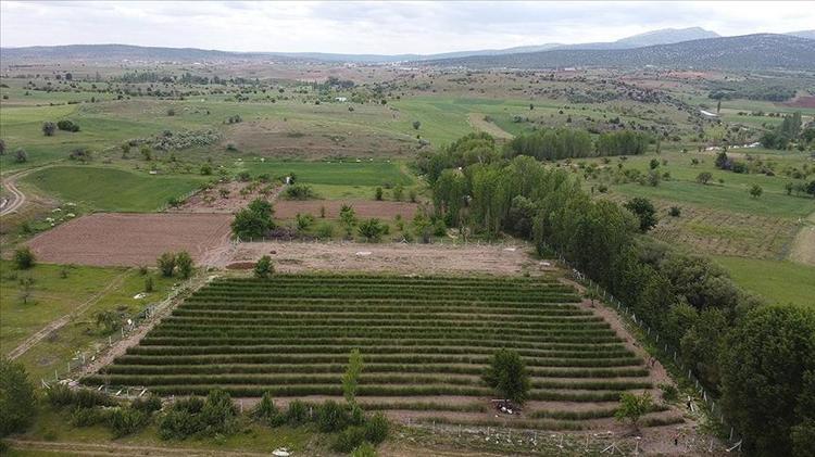 Doğada kendi kendine yetişiyor Gelir kapısı oldu, köylüler dağdan toplayıp pazarda 1.000 TLye satıyor